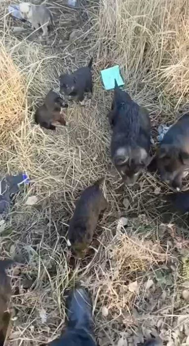 Щенкам нужен дом! Срочно!