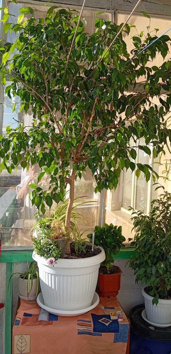 Продавам бенджамин-дърво