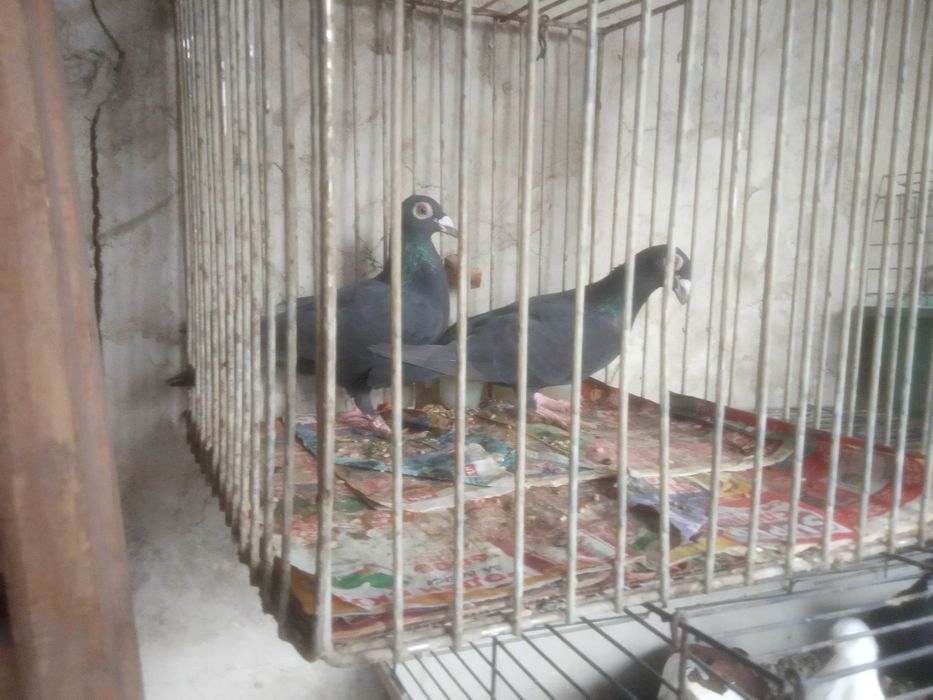 Продавам чифт кабаци