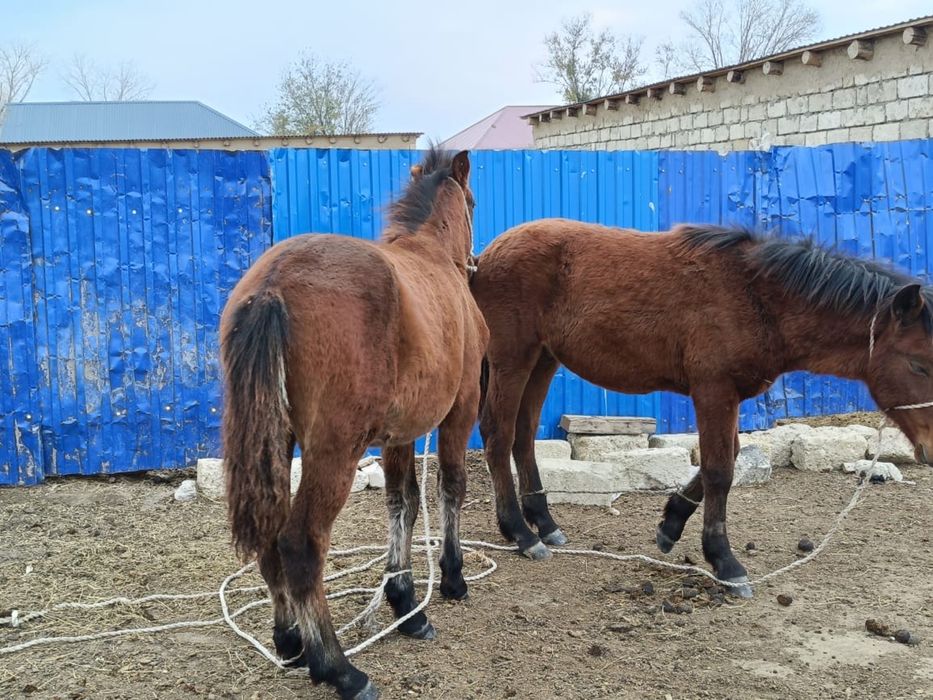 Семиз жабағы сатылады аяқтай 260мың,Сойып беремиз 1аяғы 65мын