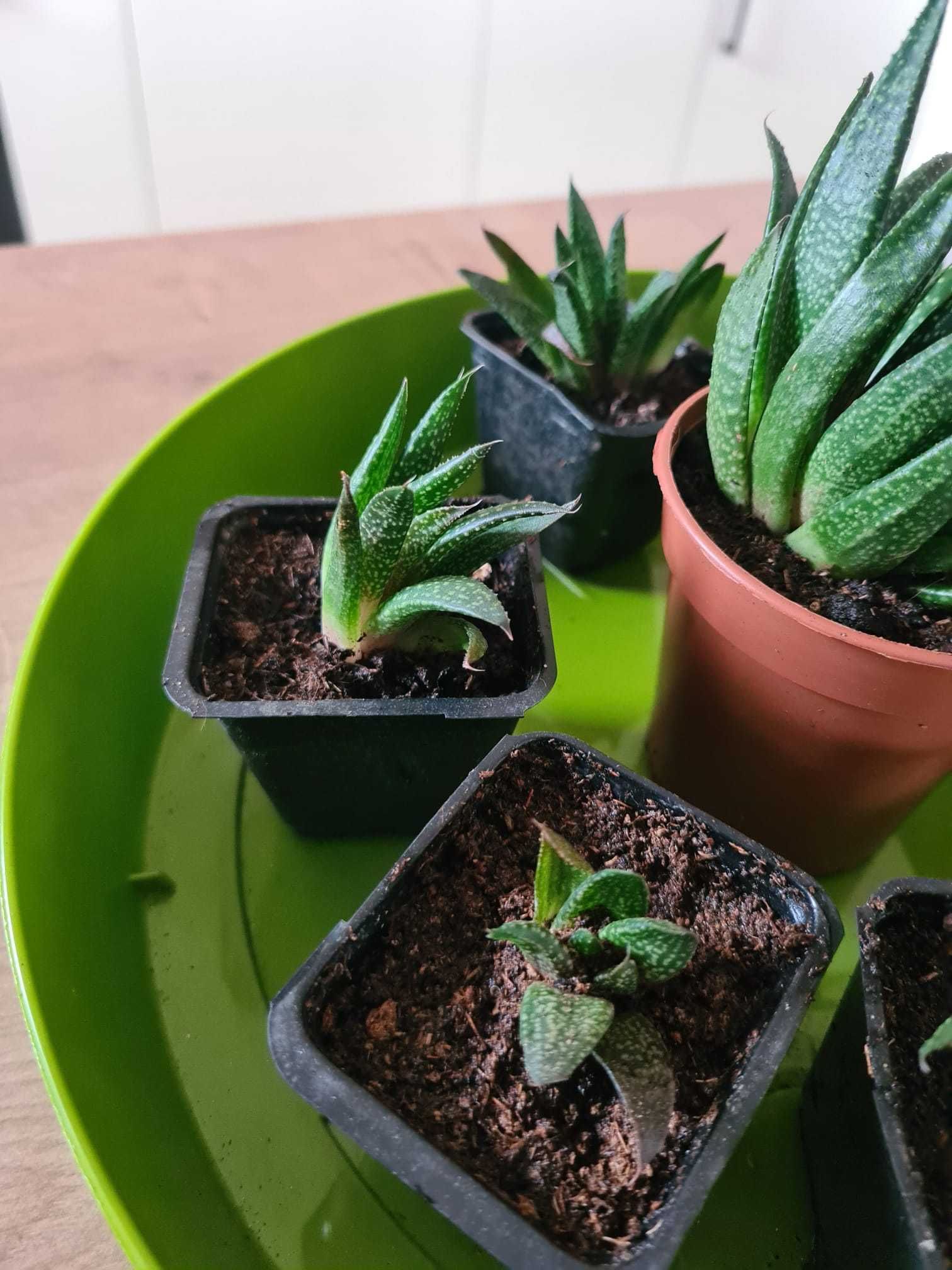 Bebelus Plante Suculente Aristaloe aristata (?)