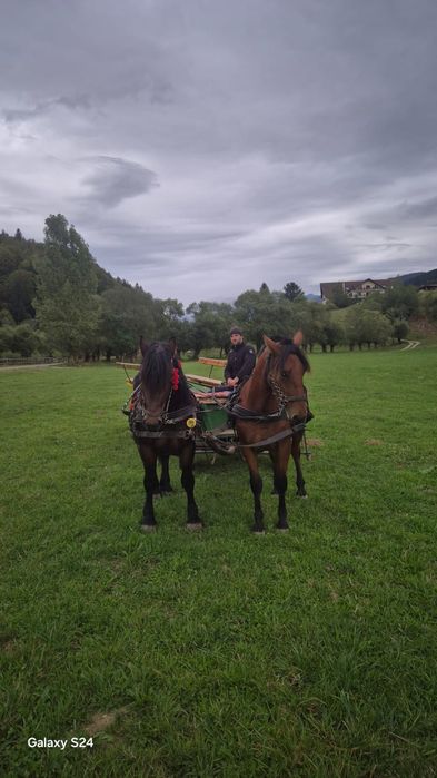 Vând mânză și mânz