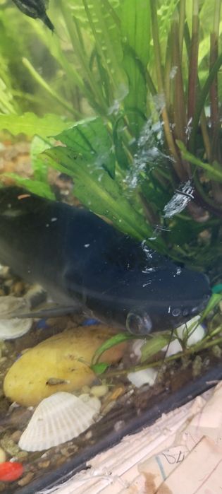 Акулий сом взрослый