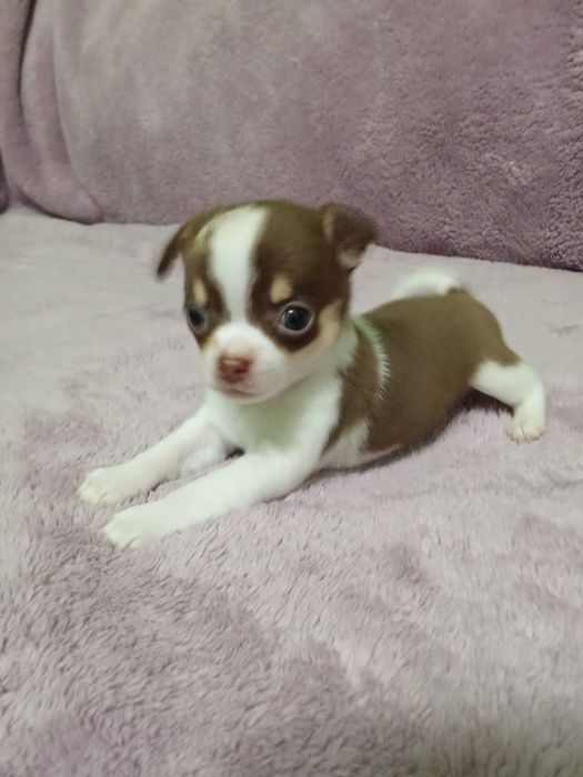 Срочно Продаются Чихуашки