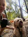 Foster caini adulti de talie mica sau medie, pet sitting, dog walking
