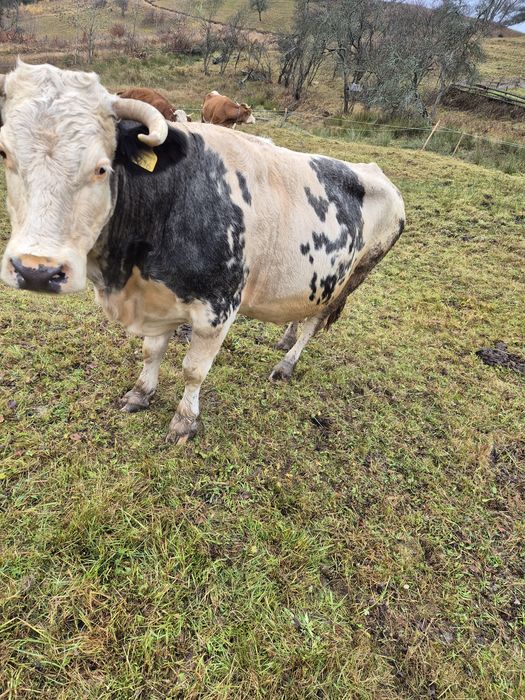 Vând vacă cu vițea.