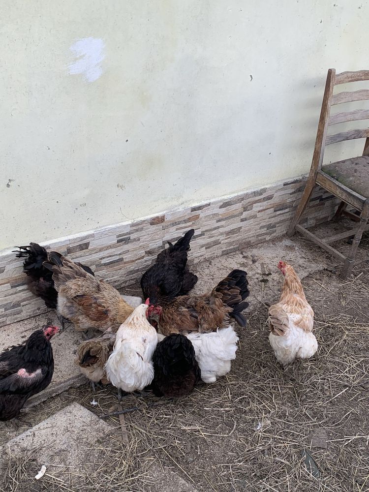 Vand 14 gaini Australorp si rasa mixta ouatoare