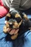 Yorkshire terrier 10 saptamani