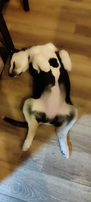 Щенки восточно европейской овчарки