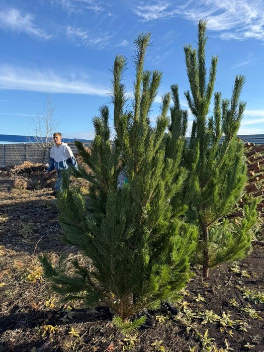 НОВОГОДНИЕ ЁЛКИ 2025
Настоящий аромат праздника у вас дома!