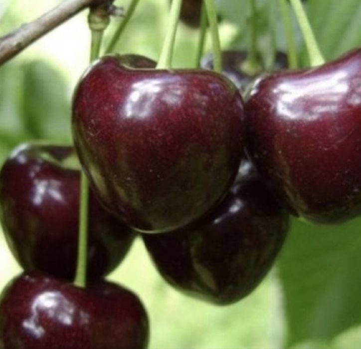 Ciresi - soiuri certificate