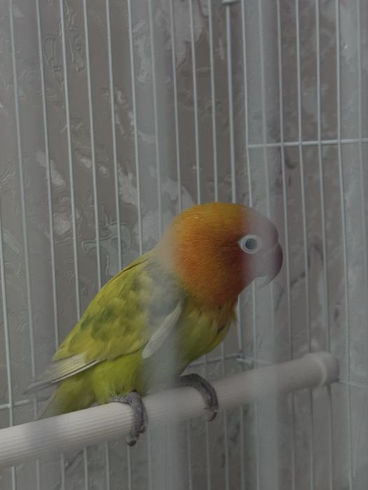 Попугай неразлучник