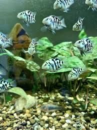 Сапфировый попугай аквариумная рыба