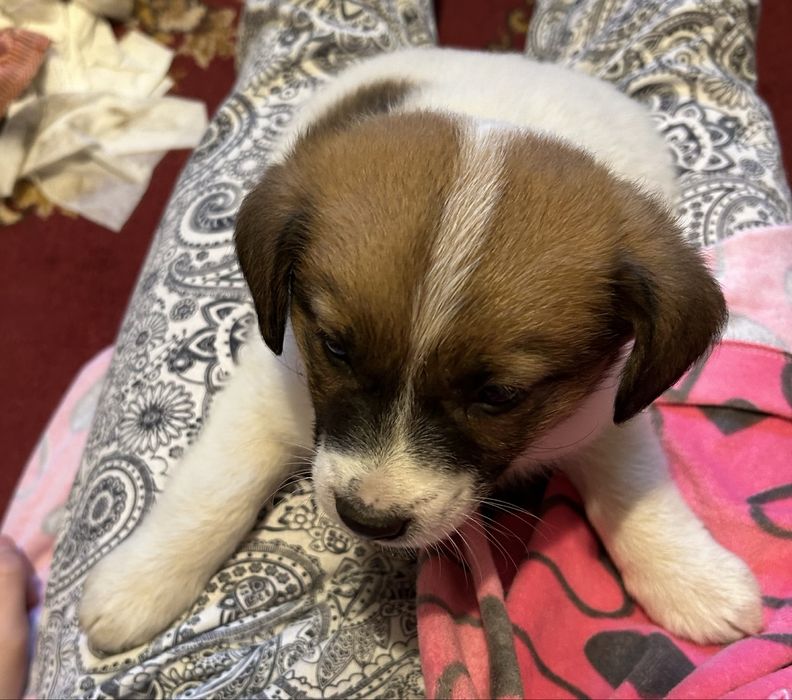 doneza catelusi, au o luna si jumatate, toate sunt fete