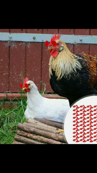 Продам очки для курей и петуха