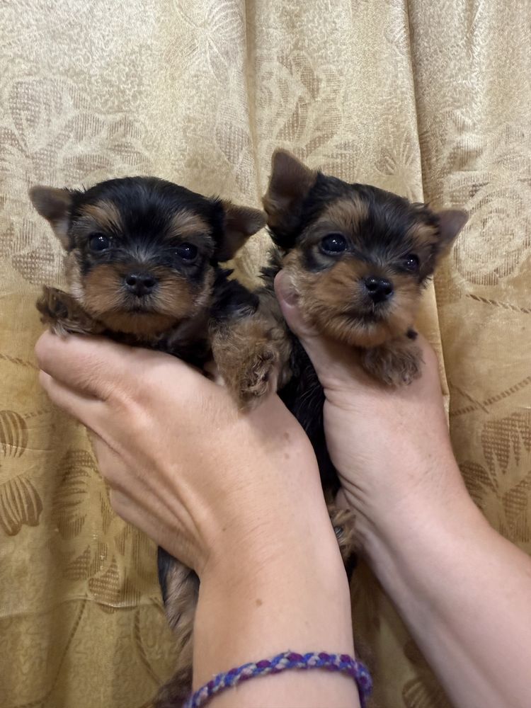 Клубные щенки йорка