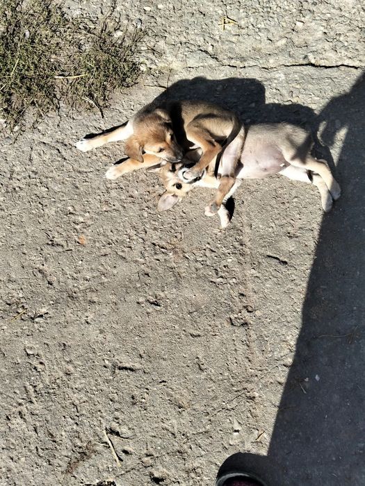 Donez cățeluși  iubitori și foarte jucăuși