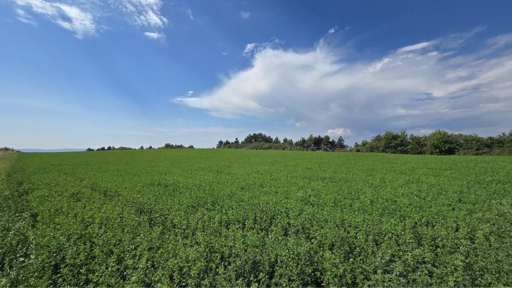 Vand teren agricol Dealul Fanatelor