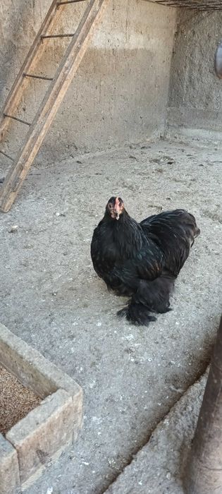 Vand 2 gainuse si 1 cocos pitic.