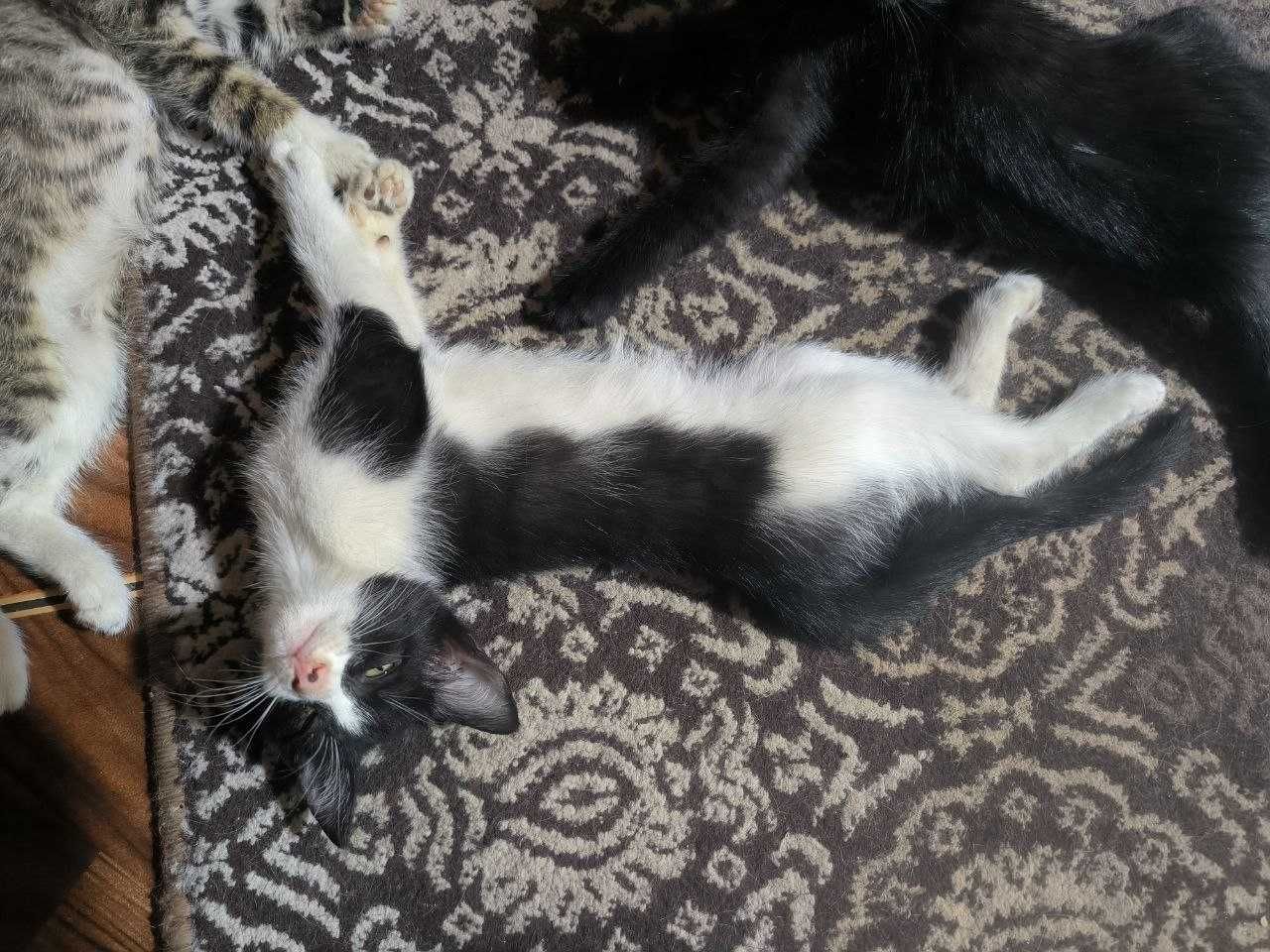 Котята 4 штуки домашние