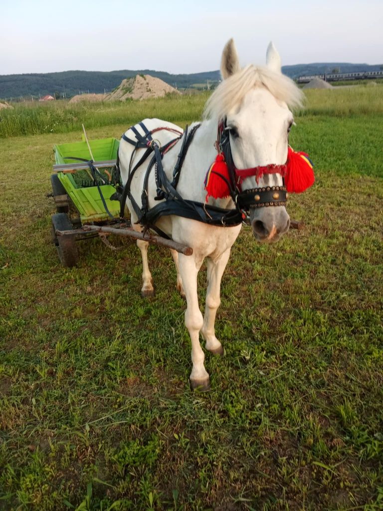 Vând iapă foarte blândă