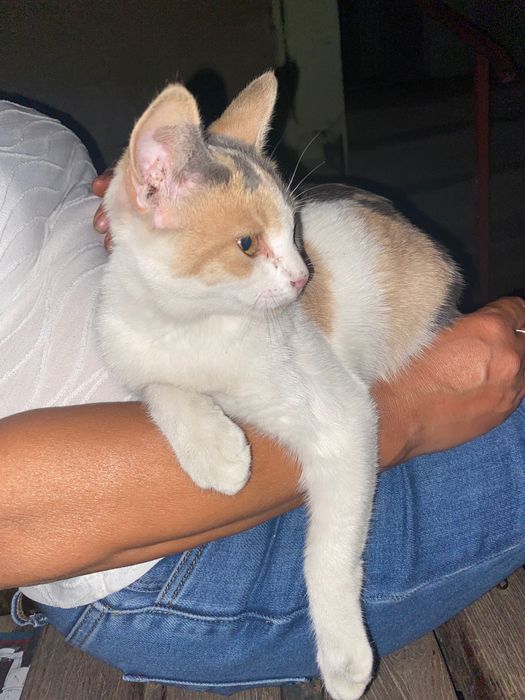 Dau spre adoptie pisica calicho