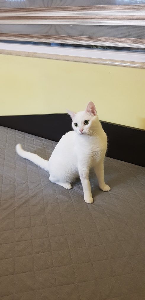 Котка женска на 2г.