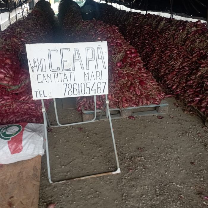 Vând ceapă roșie de apa, cantități mari!