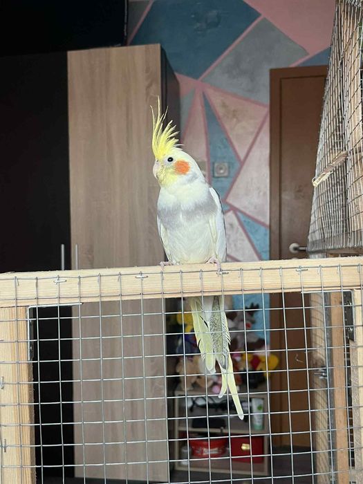 Продавам папагали
