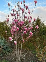 Magnolia soulangeana