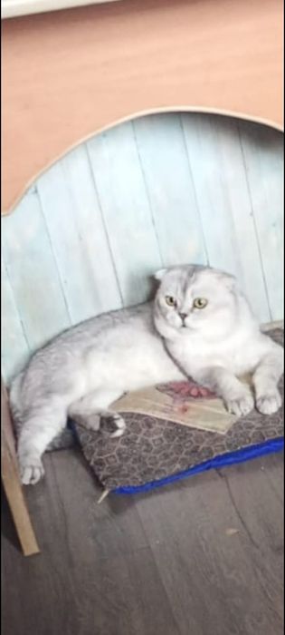Крупный шиншиловый кот ждёт дам на вязку. Есть родословная.
