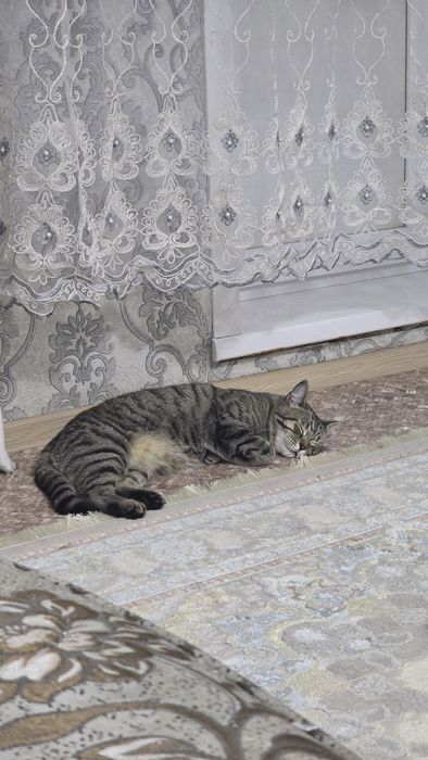 Кот Смешанный Британец