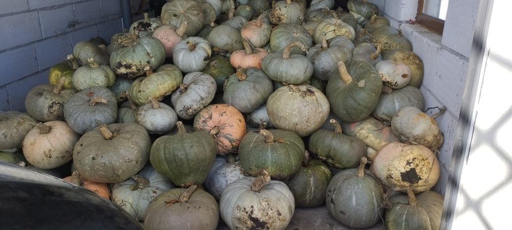 Vând Dovleac de copt ofertă 1,3 lei kg