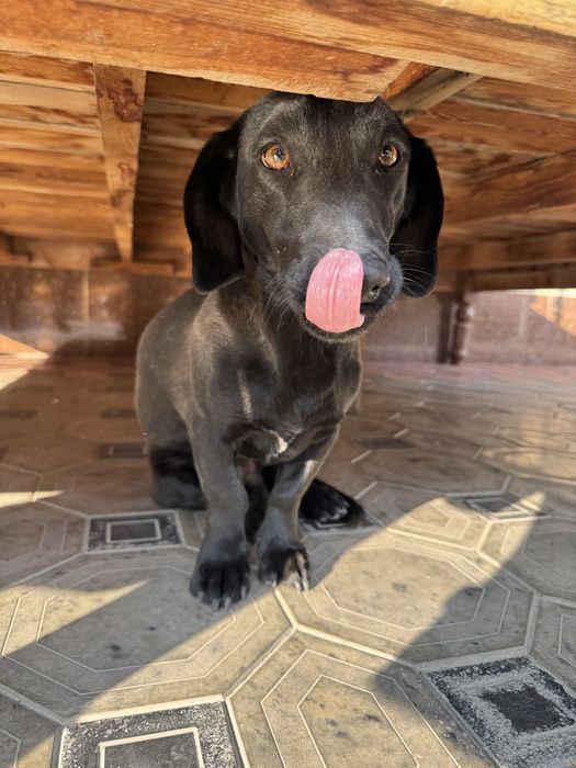 Продам такса хороший