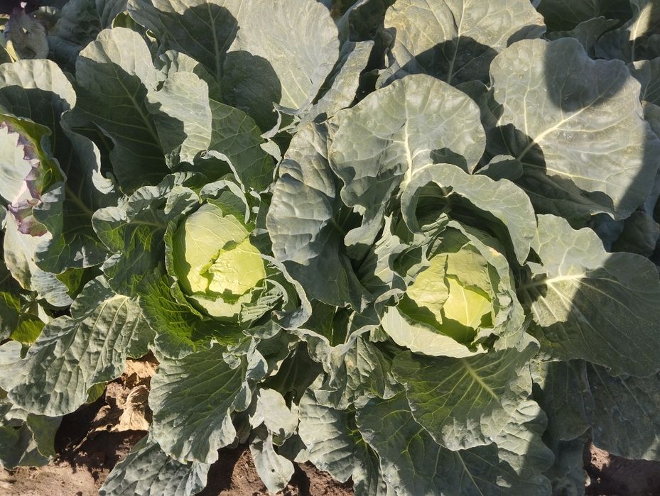 Продавам Зеле-ЕРГЕНСКО.