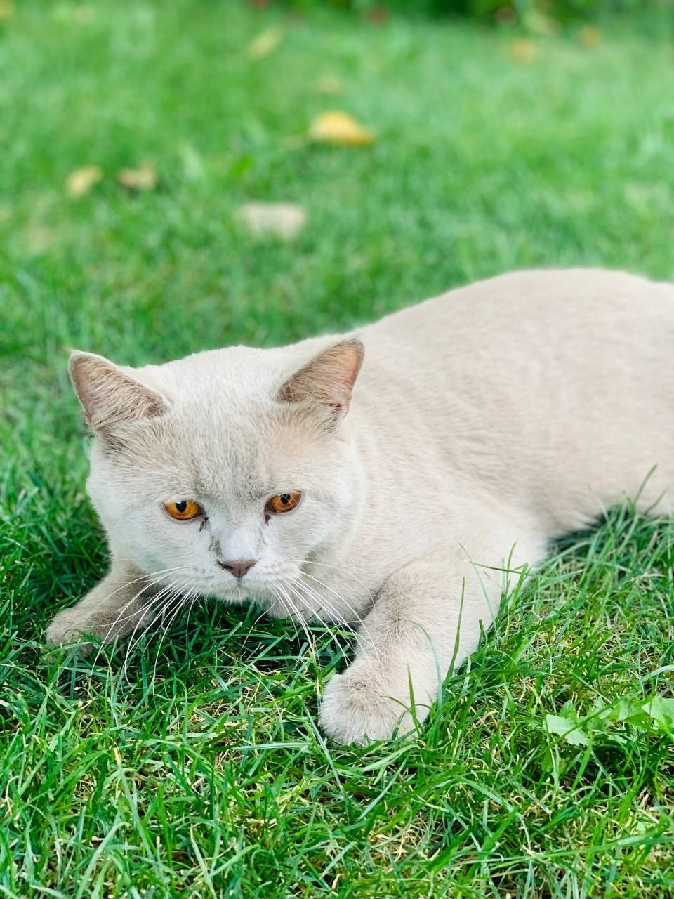 Британский кот вязка красивый молодой