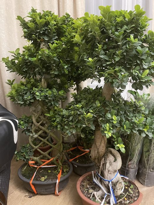 Дерево миллионера Бонсай