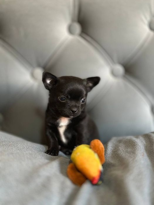 К  продаже готовятся прекрасные чистокровные МИНИ  ЧИХУАХУА