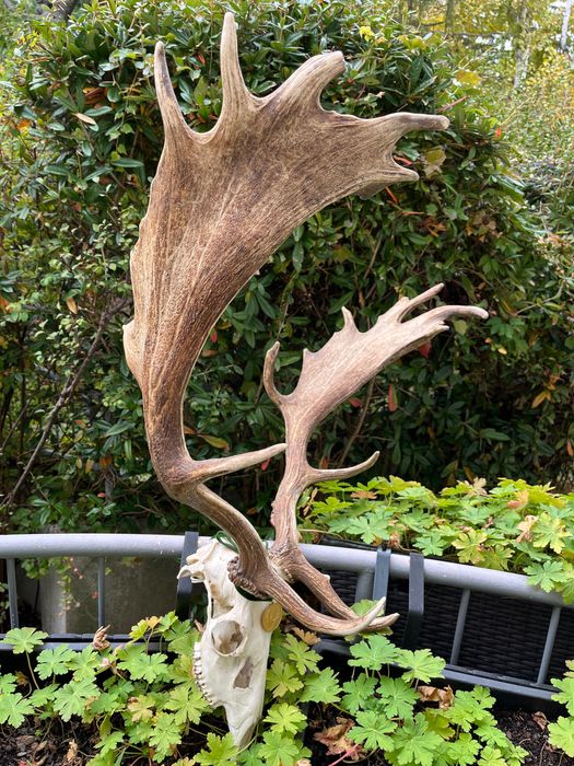 Златен медалист трофей от Елен лопатар