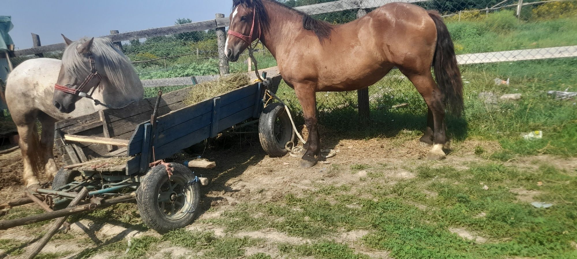 Vând o maza și o iapa