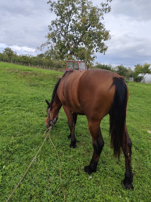 Mânz de vânzare...