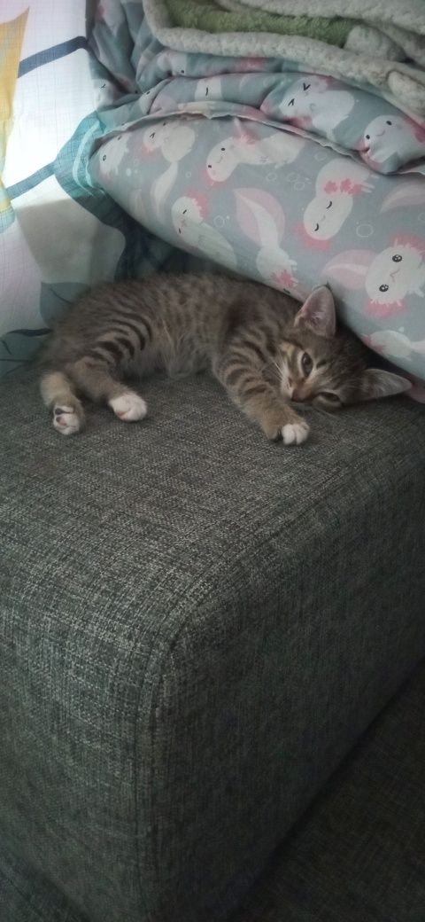 Отдается котенок