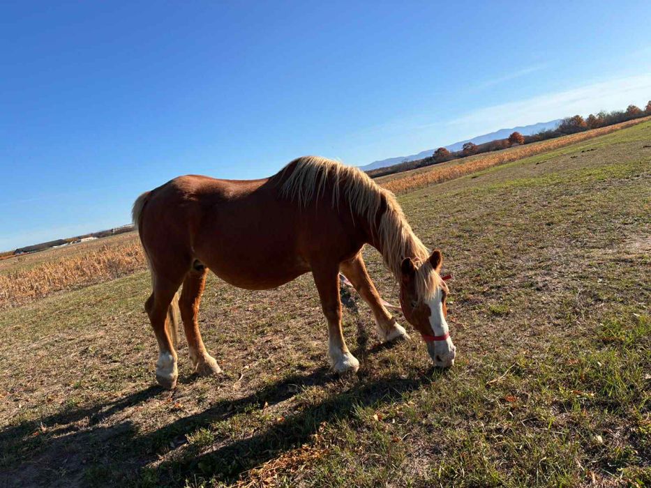 Vand doua iepe Blonde