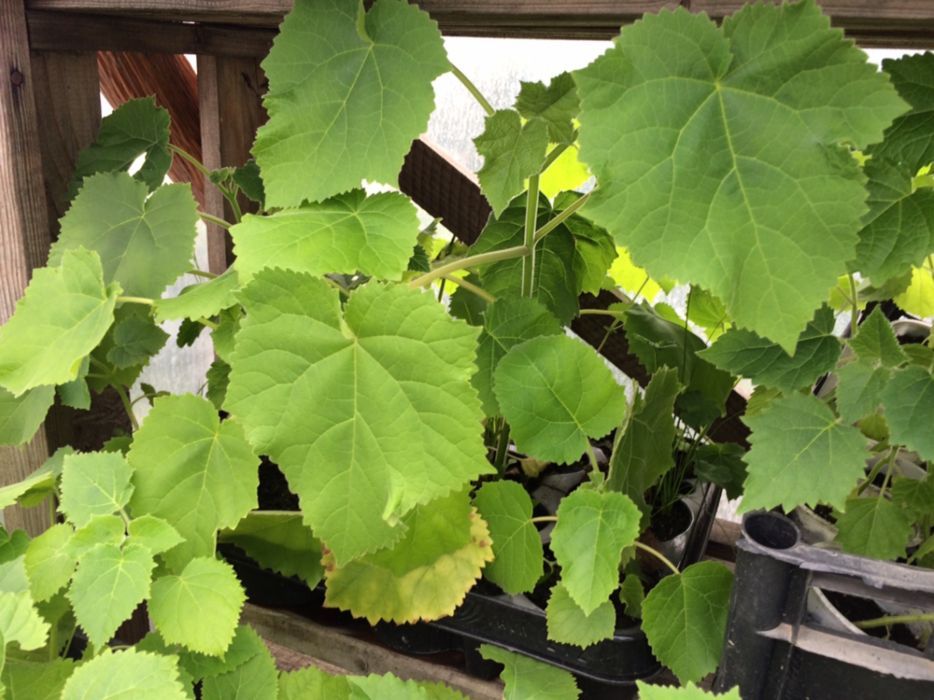 vand paulownia,seminte si rasad pana in august !