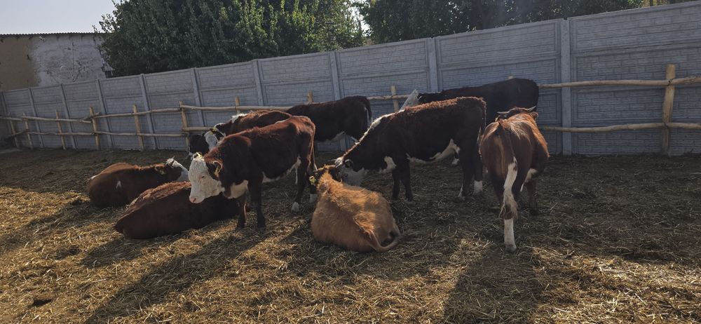 Nasilli tanachalar, buqoz g'unajinlar bor.