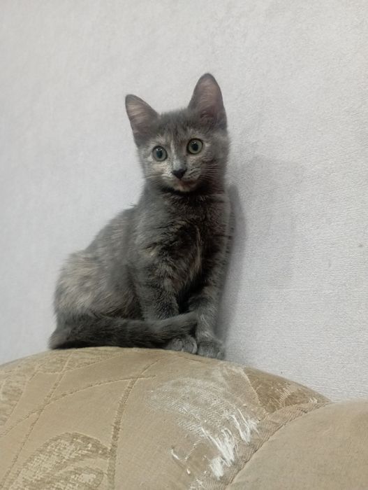 Отдам в хорошие руки котят