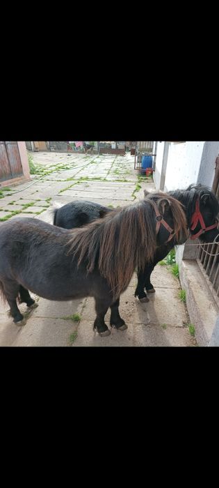 Vand  poneite gestante