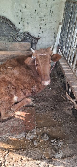 Гуножин соглом сотилади