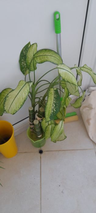 Цветя-дифенбахия, традесканция лилава и трицветна, калезия