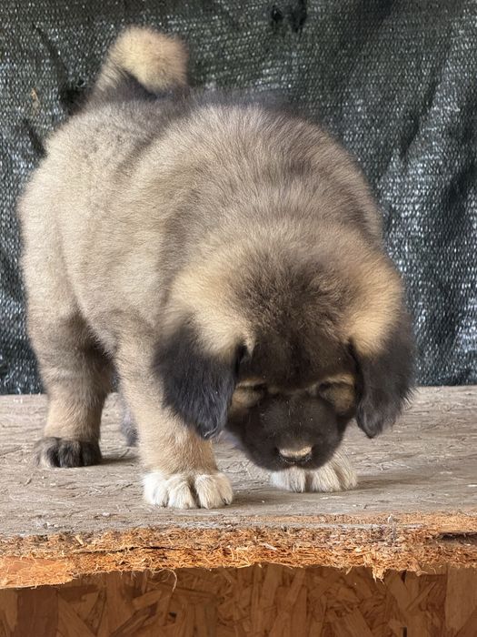 Femela 6 sapt isi cauta casa